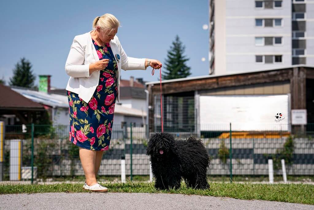 Amarallis Čierna hviezda v Klagenfurte